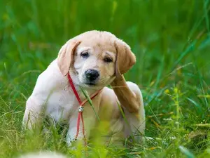 What is the difference between fleas and dogs?