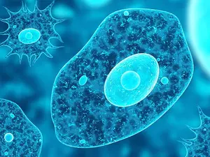 How Do Amoebas Make Calls?