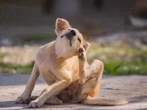 How do fleas travel?