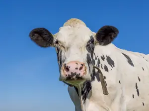 How do you know if a cow is having a rough day?