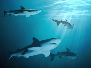 How expensive is swimming with sharks?