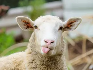 If there are eight sheep, three dogs, and one herdsman, how many feet are there?