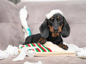 Knock Knock. Who's There? Euripides. Euripides Who?