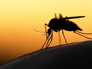 What do you get if you cross the Lone Ranger with an insect?
