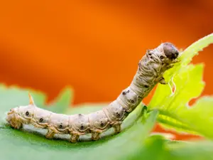 Two silkworms got in a fight.