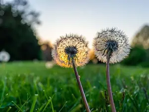 What did one dandelion say to the other dandelion?