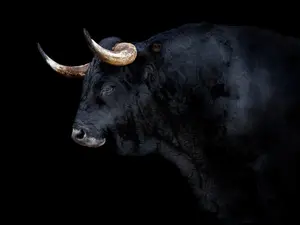 What did the baby bull grow up to be?