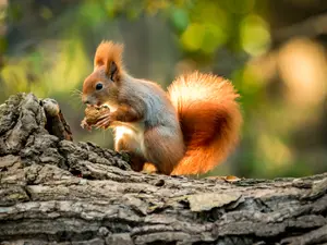 What did the squirrel bring to the Thanksgiving potluck?
