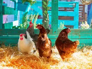 What do chickens serve at birthday parties?