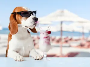 What do dogs drink their beverages out of?
