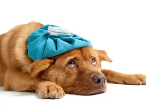 What do dogs drink when they're sick?