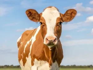 What do you call a cow that can play a musical instrument?