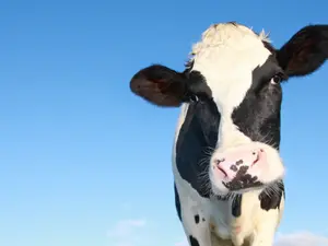 What do you call a cow with a twitch?