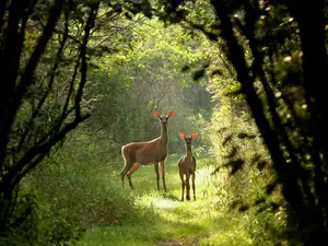 What do you call a deer with no eyes?
