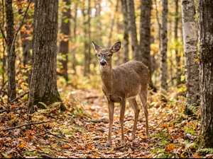 What do you call a deer with no eyesight?