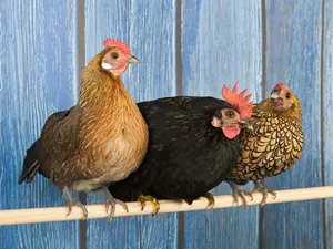 What do you call a joke book for chickens?