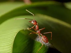 What do you call an ant who lives with your great uncle?