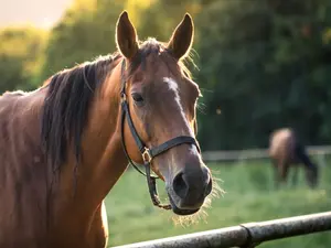 What do you call the horse that lives next door?