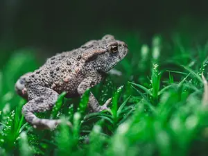 What do you get if you cross a science fiction film with a toad?