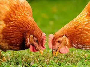 What do you get if you feed gunpowder to a chicken?