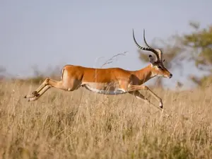 What does a lion call an antelope?