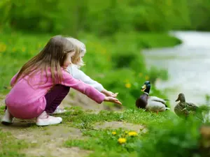 What game do both humans and birds play in school?