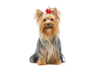 What is a terrier's favorite type of pudding?