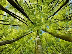 What is a tree's least favorite month?