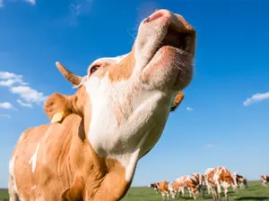 What is it called when a cow accidentally burns itself?