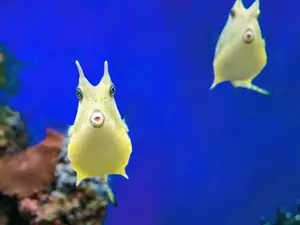 What part of a fish is the most musical?