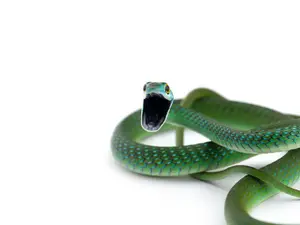 What's a snake's strongest subject in school?