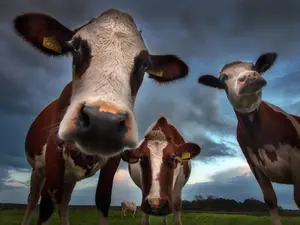 What type of songs did cows like to listen to in the 1950s?
