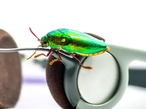 What's a bug's favorite Frank Sinatra song?