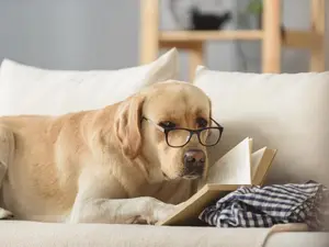 What's A Dog's Favorite Book?