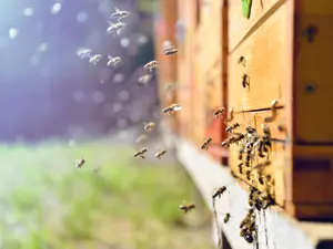 Where do bees go to the bathroom?