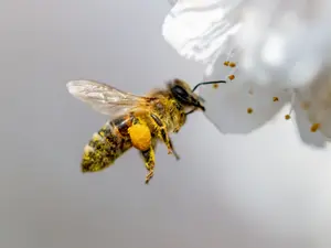 Where do honeybees stay while on vacation?
