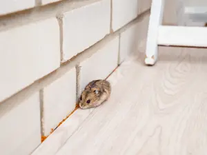 Where do mice leave their boats?