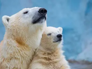 Where do polar bears vote?