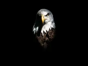 Who is a bird's favorite superhero?