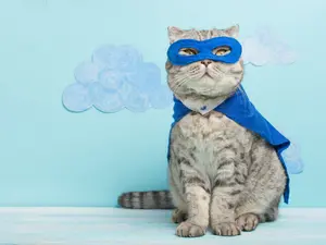 Who is a cat's favorite superhero?