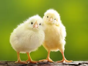 Why did the baby chick wear makeup to school?