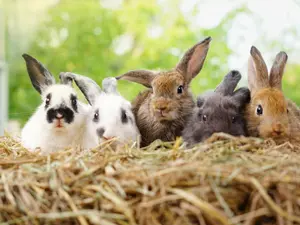 Why did the bunnies go on strike?