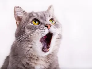 Why did the cat not understand sarcasm?
