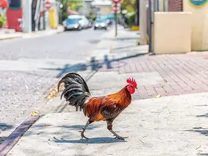 Why did the chicken cross the basketball court?