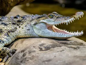 Why Did The Crocodile Run His Mile So Fast?