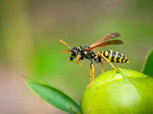 Why Did The Wasp Feel Self-conscious About His Workload?