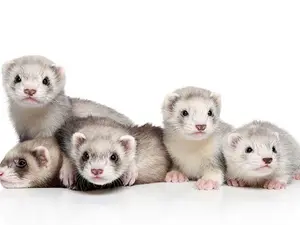 Why do baby ferrets never get in trouble?