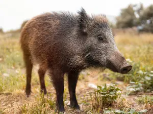Why do hogs make terrible dinner guests?