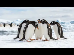 Why do penguins hesitate at parties?